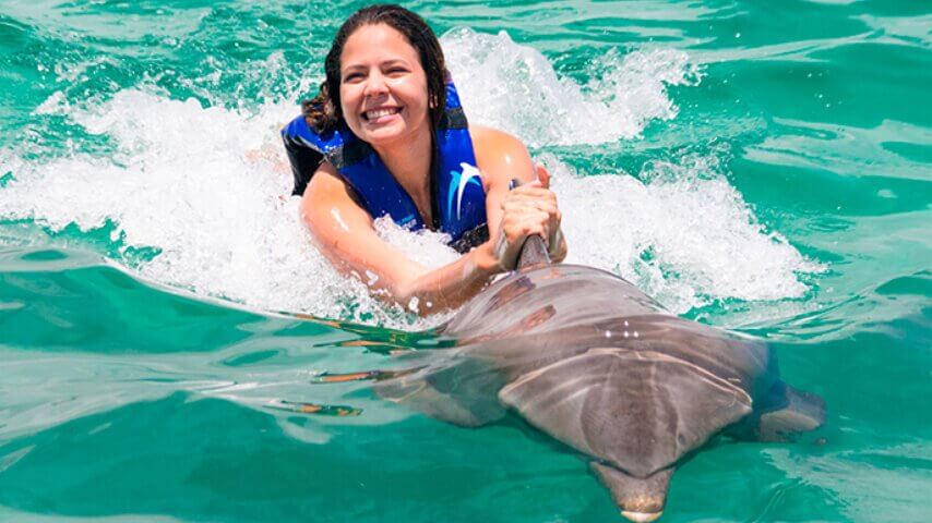 Dolphin Explorer