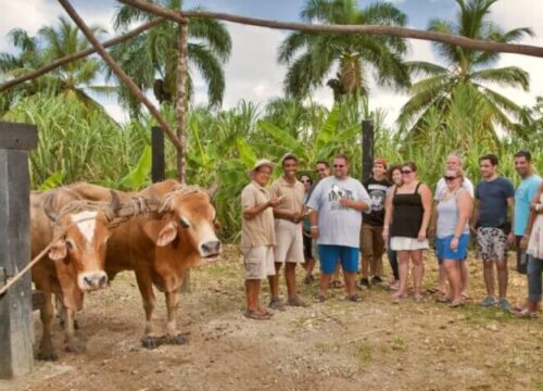 Countryside Safari