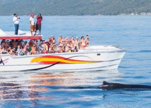 Tour Finder Pro | Reliable Tours Agency in Punta Cana | 2024 - 25