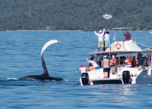 Tour Finder Pro | Reliable Tours Agency in Punta Cana | 2024 - 25